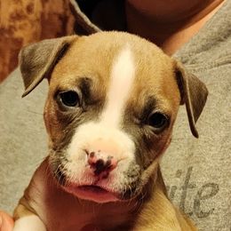 Girl 2 - Blue fawn American Pit Bull Terrier puppy in Roy, Washington from Ivie League Kennel