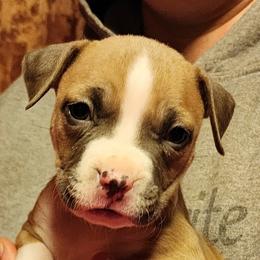 Girl 2 - Blue fawn American Pit Bull Terrier puppy in Roy, Washington from Ivie League Kennel