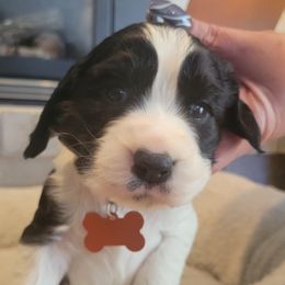 English Springer Spaniels from ND Springers
