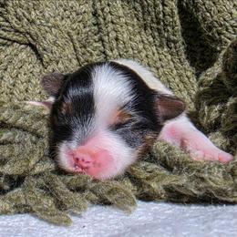 Marlowe - Parti male Yorkshire Terrier puppy in Chester, South Carolina from Hess Pooches LLC