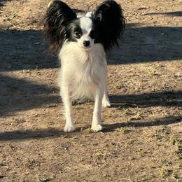 Gabby - Papillon