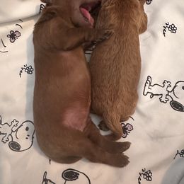 Goldendoodle Puppies from Golden doodle love 💕