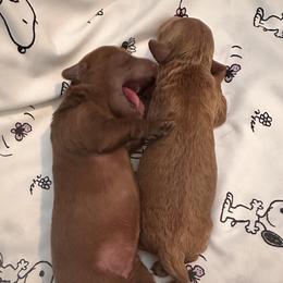 Goldendoodle Puppies from Golden doodle love 💕