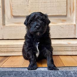Male 2 - Black male Havapoo puppy in Brooksville, Florida from Kruger Doodles