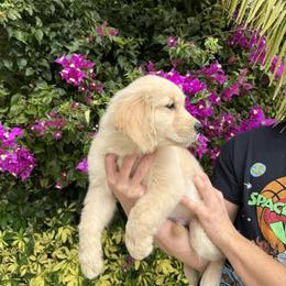 Golden Retriever Puppies from Laryssa Stefano