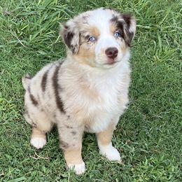 Miniature Australian Shepherd and Toy Australian Shepherd Puppies from Rye Hill Aussies