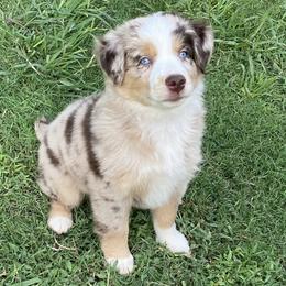 Miniature Australian Shepherd and Toy Australian Shepherd Puppies from Rye Hill Aussies