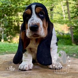 Sky - Black white and brown female Basset Hound puppy in Dingess, West Virginia from Tuckers' Howling Hounds