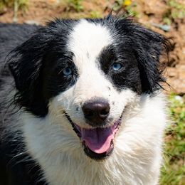 Australian Shepherds from Kingdom Dreams Australian Shepherds