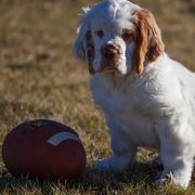 Clumber Spaniels from Nileea Clumber Spaniels