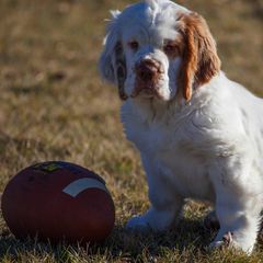 Clumber Spaniels from Nileea Clumber Spaniels