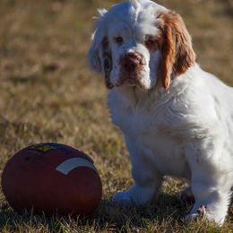 Clumber Spaniels from Nileea Clumber Spaniels