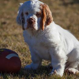 Clumber Spaniels from Nileea Clumber Spaniels