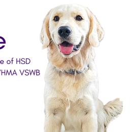 Mouse - Golden Retriever