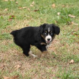 Willow - Black tri female Miniature Australian Shepherd puppy in Fort Smith, Arkansas from Rye Hill Aussies