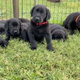 Labrador Retriever Puppies from Fatcity Labradors