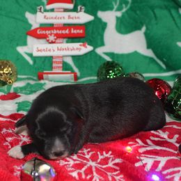 Ivy - Black & white female Australian Shepherd puppy in Mocksville, North Carolina from Trailblazing Aussies
