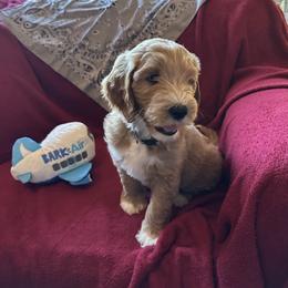 Grey Collar - Ghant (Belgium) - Apricot male Goldendoodle puppy in West Sacramento, California from Pomegranate Doodles