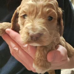 Aussiedoodle and Cockapoo Puppies from Ouachita River Cockapoos