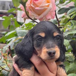 Black and tan - Black and tan male Dachshund puppy in Oregon from SoCo Dachshunds