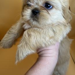 Boxer and Shih Tzu Puppies from L&L Euro Boxers and Small Town Shih Tzus