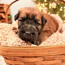 Boy 7 - Wheaten male Soft Coated Wheaten Terrier puppy in Fowler, Ohio from Warzalas wheatens