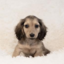 Tabby 5000 dollars - Cream female Dachshund puppy in Crystal, Michigan from Mare-bella Dachshunds