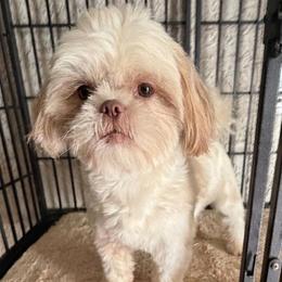 Randy - Gold and white male Shih Tzu puppy in Victorville, California from RUMBLE n TUMBLE