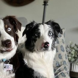 Australian Shepherds from TX Wild Heart Aussies