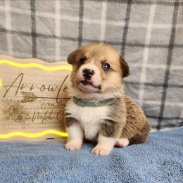 Onion DM CLEAR - Red male Pembroke Welsh Corgi puppy in Idaho from Arrowleaf Corgis