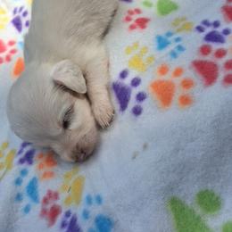 Bo - Piebald male Dachshund puppy in Piggott, Arkansas from KL Country