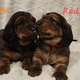 Girl 5 - female Dachshund puppy in Foresthill, Virginia from LaBrosa Kennels