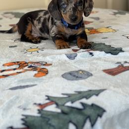 Dachshund Puppies from Wonderland Weenies