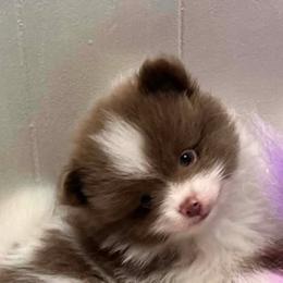 Spicy Boy 1 - Lavender male Pomeranian puppy in Maplefalls, Washington from Snow peak poms