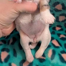 Mercedes - Merle female Chihuahua puppy in Amity, Pennsylvania from Baxters Chihuahuas