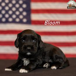 Bloom - Black female Australian Labradoodle puppy in Cashmere, Washington from Mountain Home Doodles