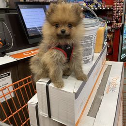 Pomeranian and Shih Tzu Puppies from GA Designer Puppies