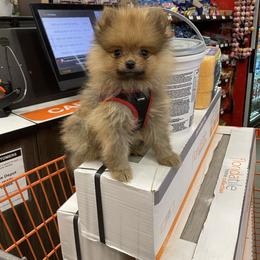 Pomeranian and Shih Tzu Puppies from GA Designer Puppies
