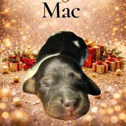 Mac - Piebald male Dachshund puppy in Mt. Sterling, Kentucky from Decadent Doxies of KY