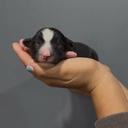 Jig - Black tri male Miniature Australian Shepherd puppy in Lakeport, California from Akins Aussies/Wild Rose Ranch