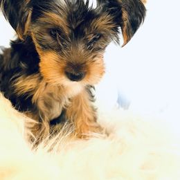 Yorkshire Terrier Puppies from Yuppie Yorkies