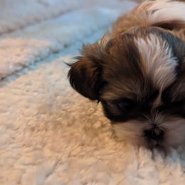 Shih Tzu Puppies from We Shih Tzu Not!