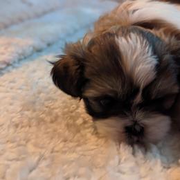 Shih Tzu Puppies from We Shih Tzu Not!