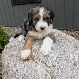 Penny - Blue merle female Bernedoodle puppy in Beach City, Ohio from Blue Cloud Doodles