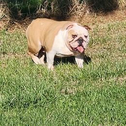 MC - Fawn and white female Bulldog puppy in Hillsdale County, Michigan from KZ Bullies LLC