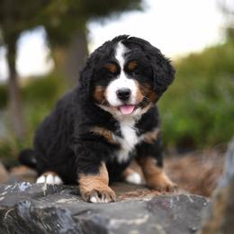 Rain - Tri-color female Bernese Mountain Dog puppy in Pasco, Washington from Sunset Grove