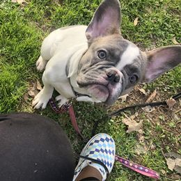 Blue Fawn Pied Girl 💖 - Blue fawn French Bulldog puppy in Charlotte, North Carolina from French Blu’s
