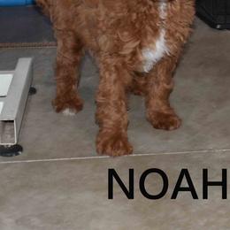 NOAH - Red  male Goldendoodle puppy in Jasper, Indiana from Hilltop Pups By Abby, LLC