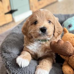 Legacy - Apricot female Goldendoodle puppy in Wharton, Texas from Little Fur Friends