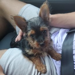 Yorkshire Terrier Puppies from Island lake Yorkies